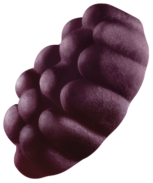 05-GRAPE-(1)